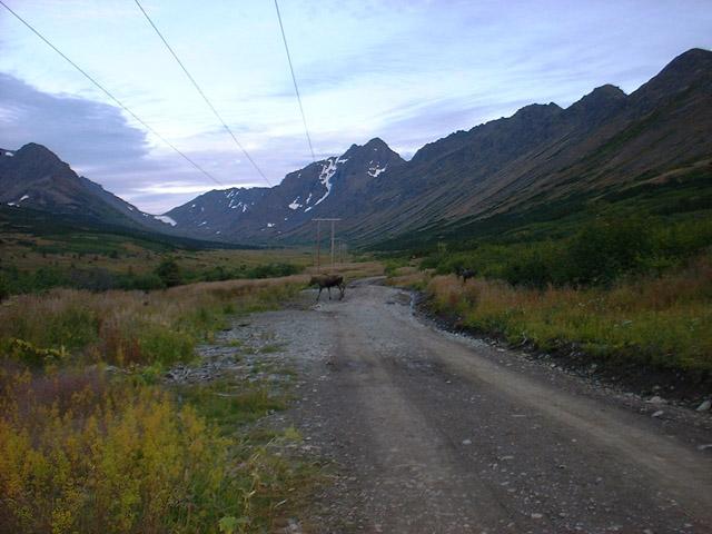 The moose cow crossing our path