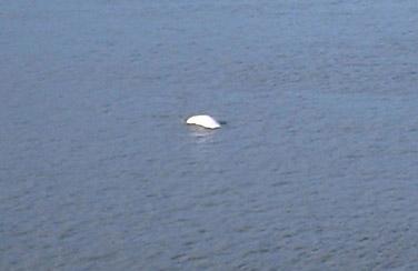 A whale surfaces