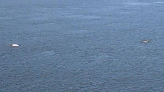 Two whales off the coast