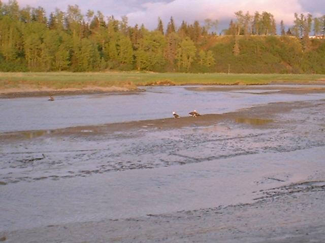 Bald eagles