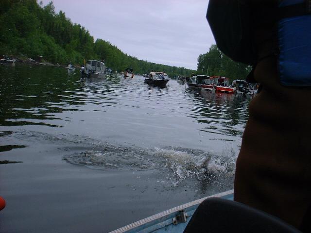 A fish fights back