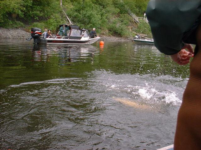 The fish tries to escape