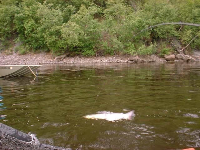 A hooked salmon swims by