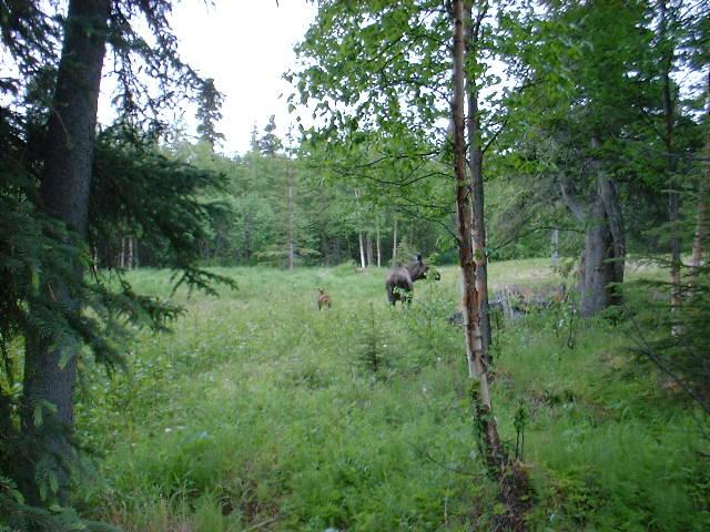 Caribou in the forest