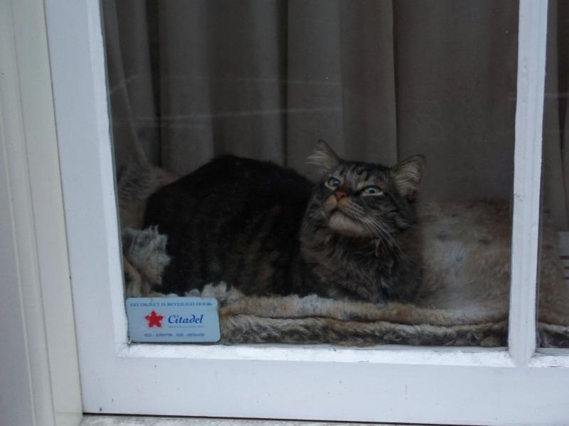 Cat sitting in a window 1