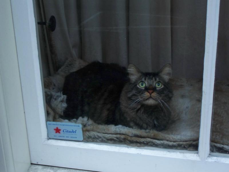 Cat sitting in a window 2