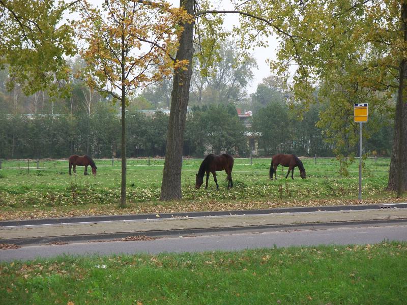 Horses grazing near the conference building