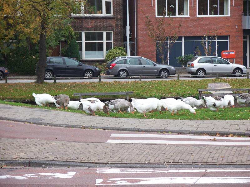 Geese in Leiden