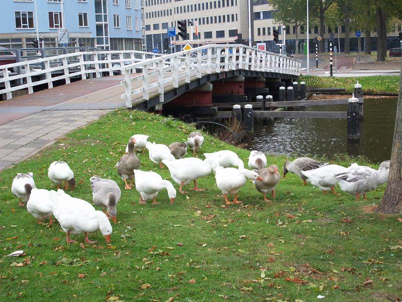 Geese up close