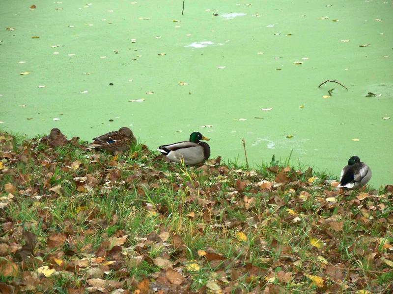 Ducks resting near an algae covered ditch
