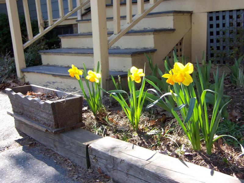 Daffodils planted by Jason and Katie
