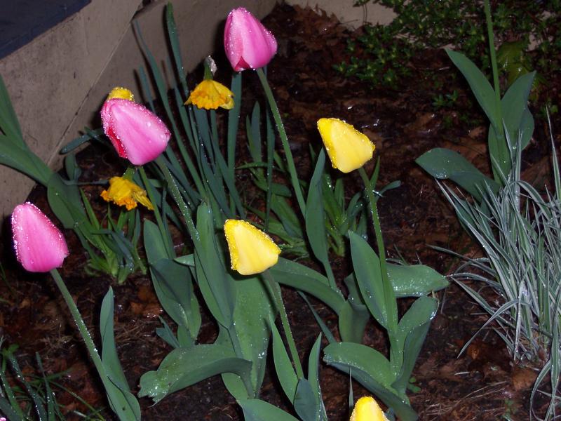 Tulips planted by Jason and Katie