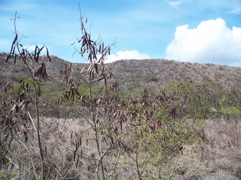 Inside Diamond Head crater