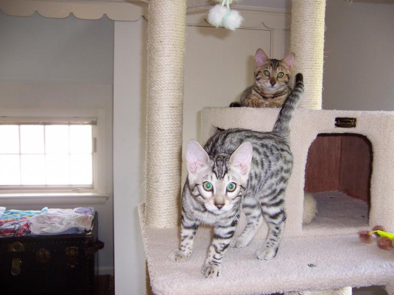Both kittens on their cat tree