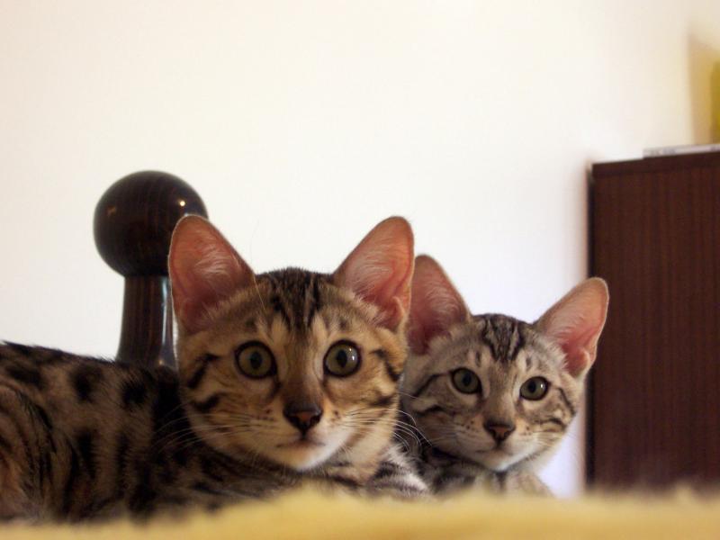 Keiko and Simba closeup