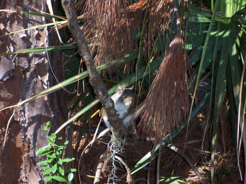 Squirrel in Florida