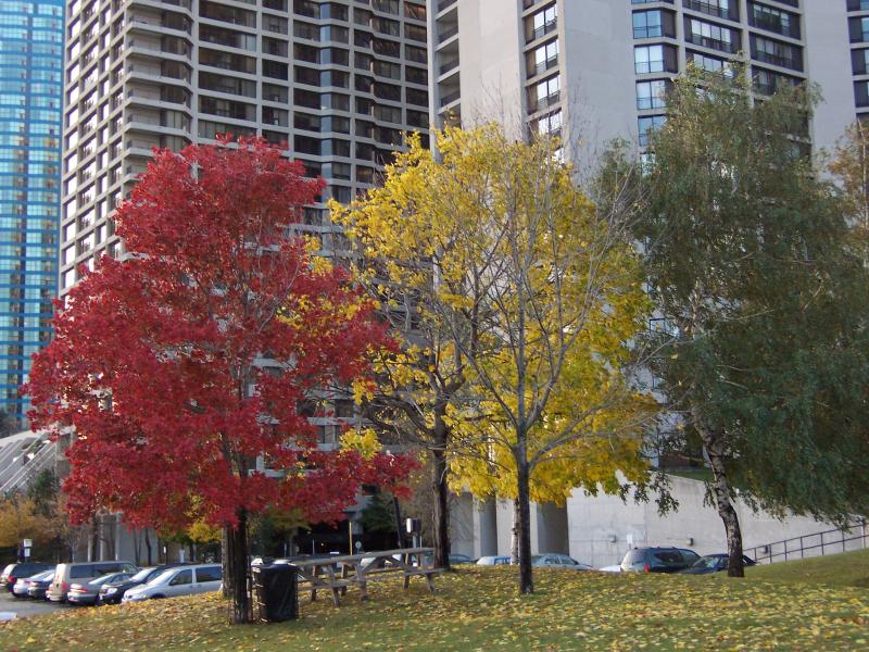Stoplight trees