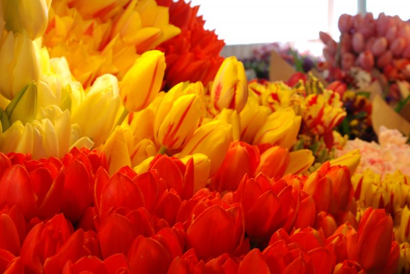 Tulips at the Market