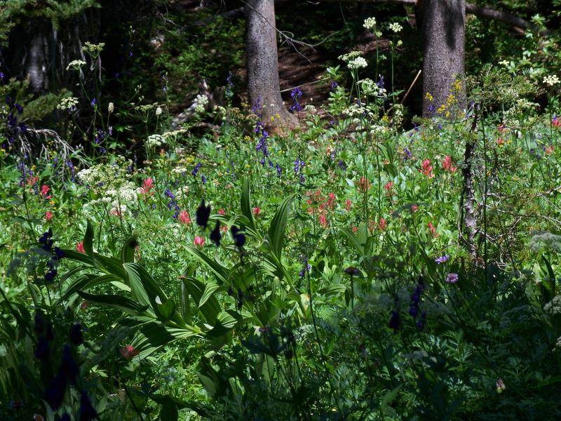 Wildflower patch in the Cascades