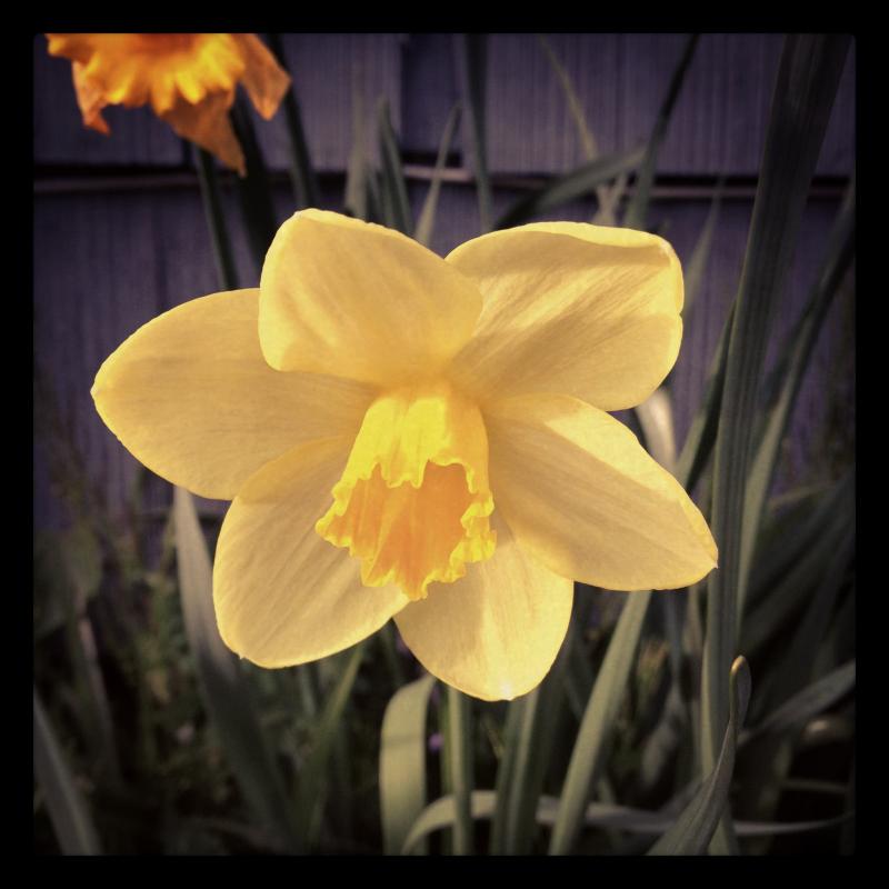 Daffodil