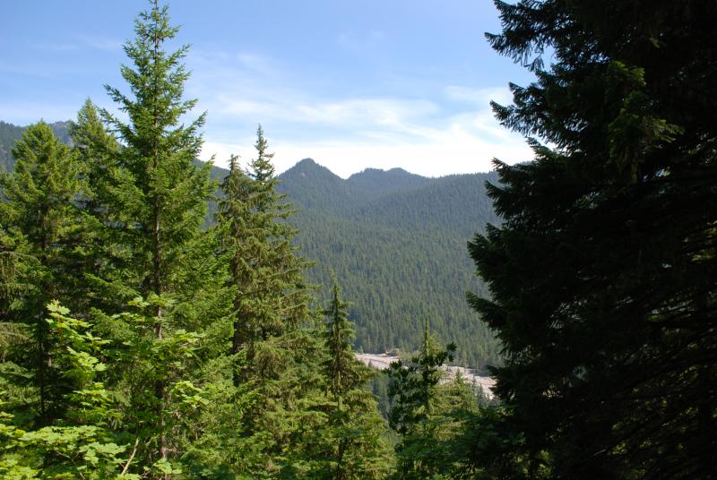 Forest view from the trail