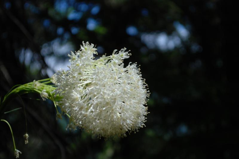 Rainier Flowers 1