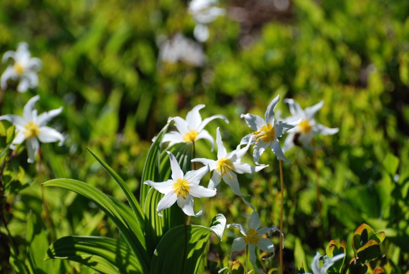 Rainier Flowers 2