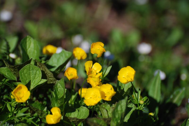Rainier Flowers 3