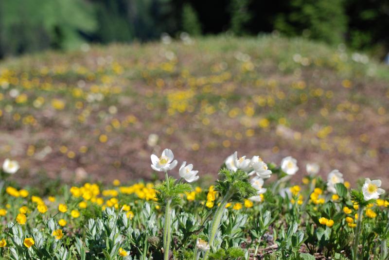 Rainier Flowers 4