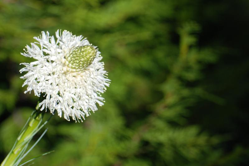 Rainier Flowers 5