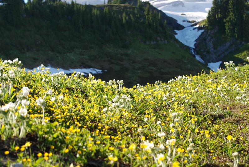 Rainier Flowers 6