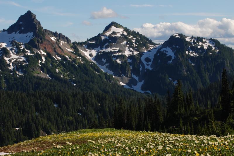 A meadow view