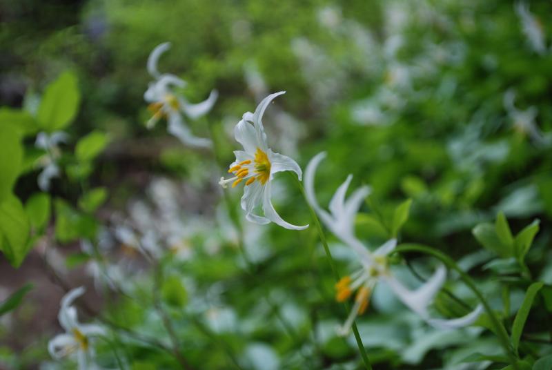 Rainier Flowers 7