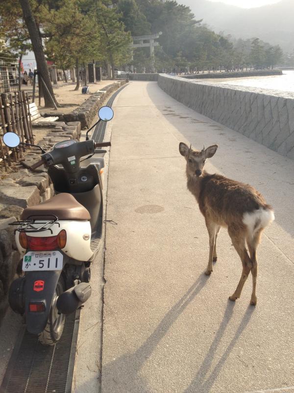 One of many deer on Miyajima