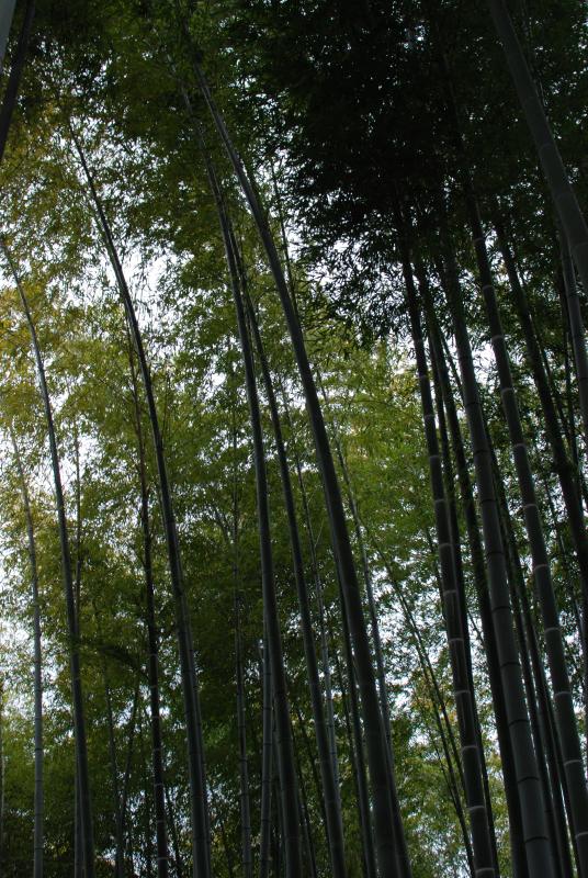 Bamboo at Kodai-ji