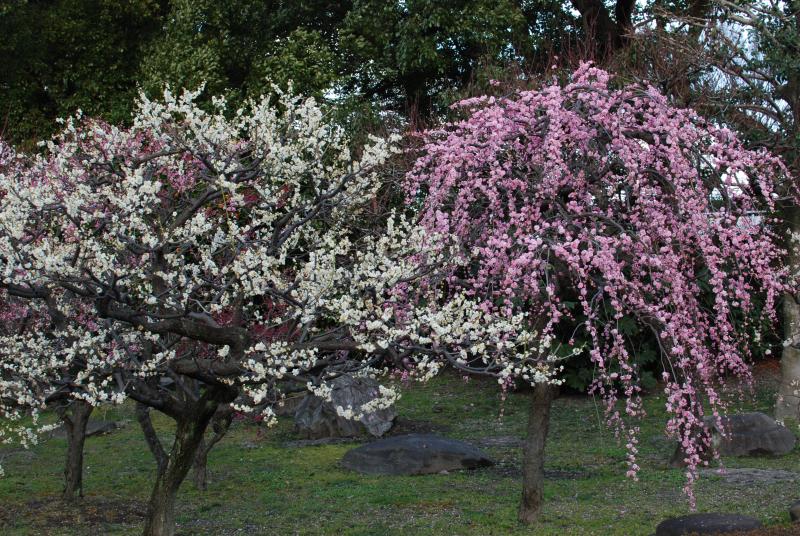 Plum blossoms at To-ji Temple