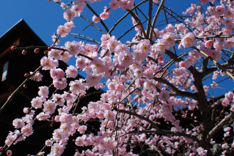 Plum blossoms at Tenryu-ji