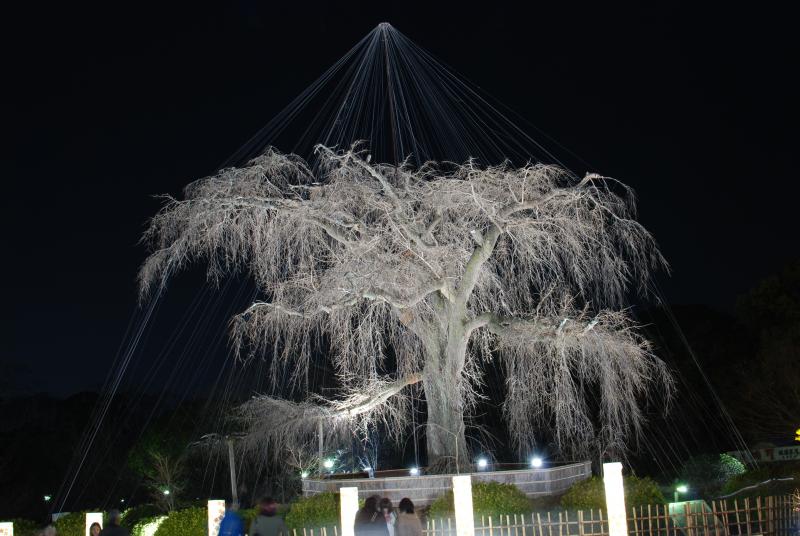 Famous Kyoto cherry tree at night
