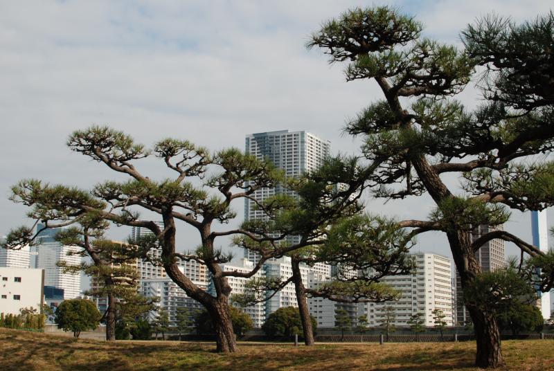 Bonsai trees in Hama-rikyu Gardens