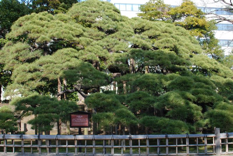 The 300-year-old pine, Hama-rikyu