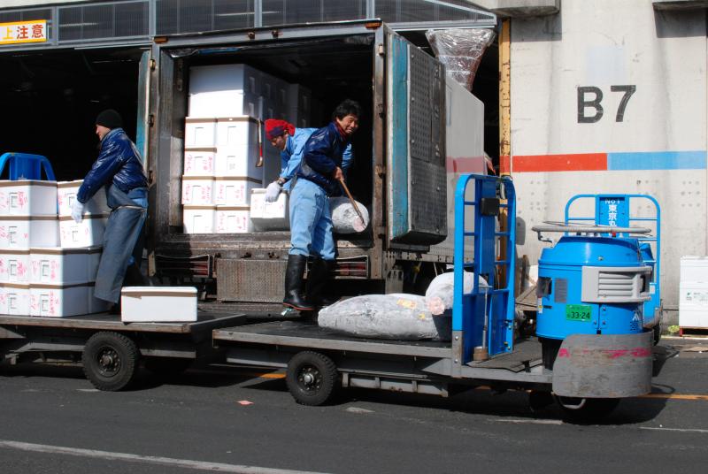 Unloading frozen tunas