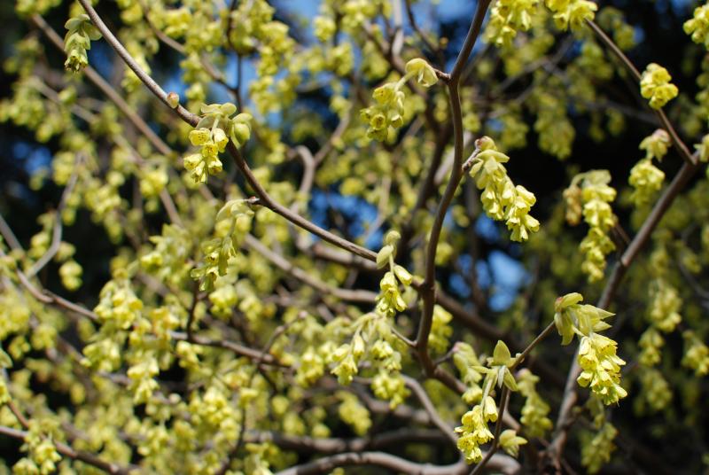 Green flowers