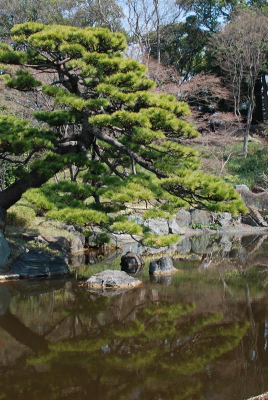 Bonsai tree and pond