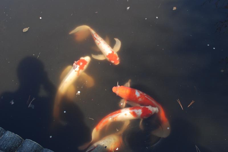 Lots of koi