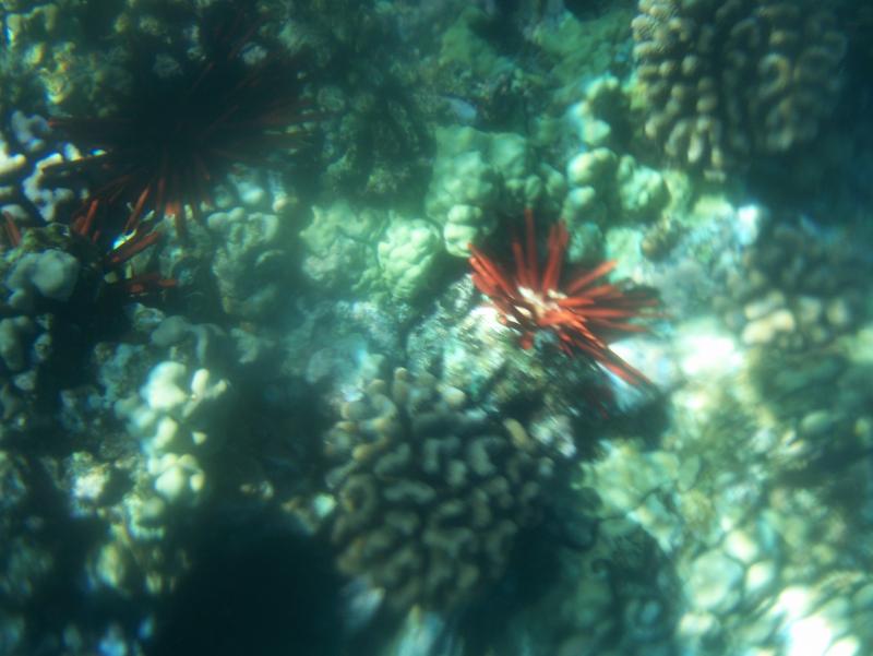 Underwater coral