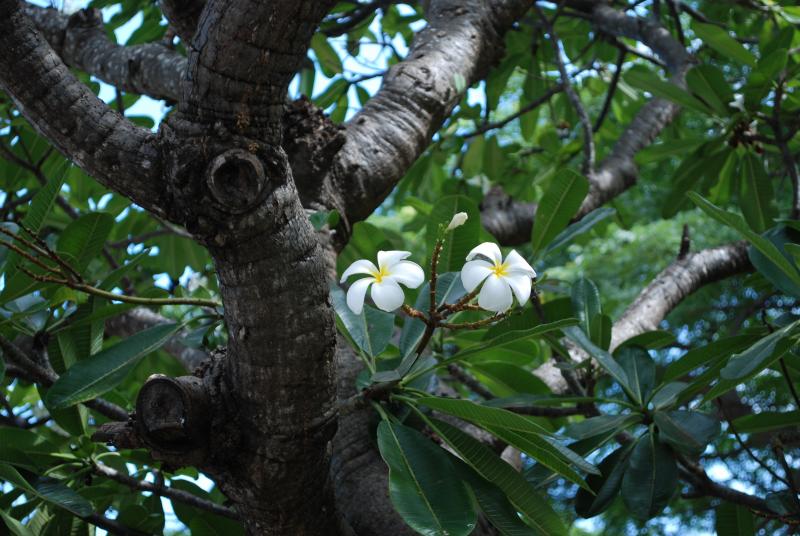 Plumeria flowers