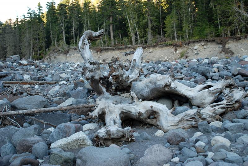 Cool tree stump in a river bed