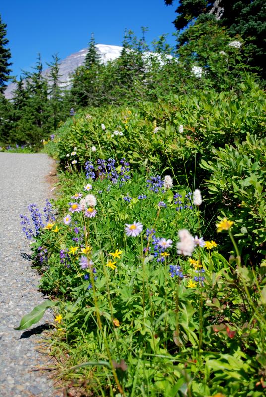 Rainier wildflowers 1