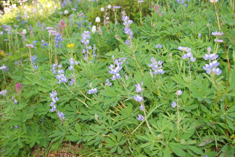 Rainier wildflowers 2