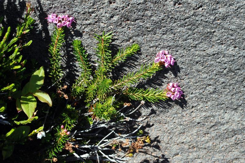 Flower against the rock